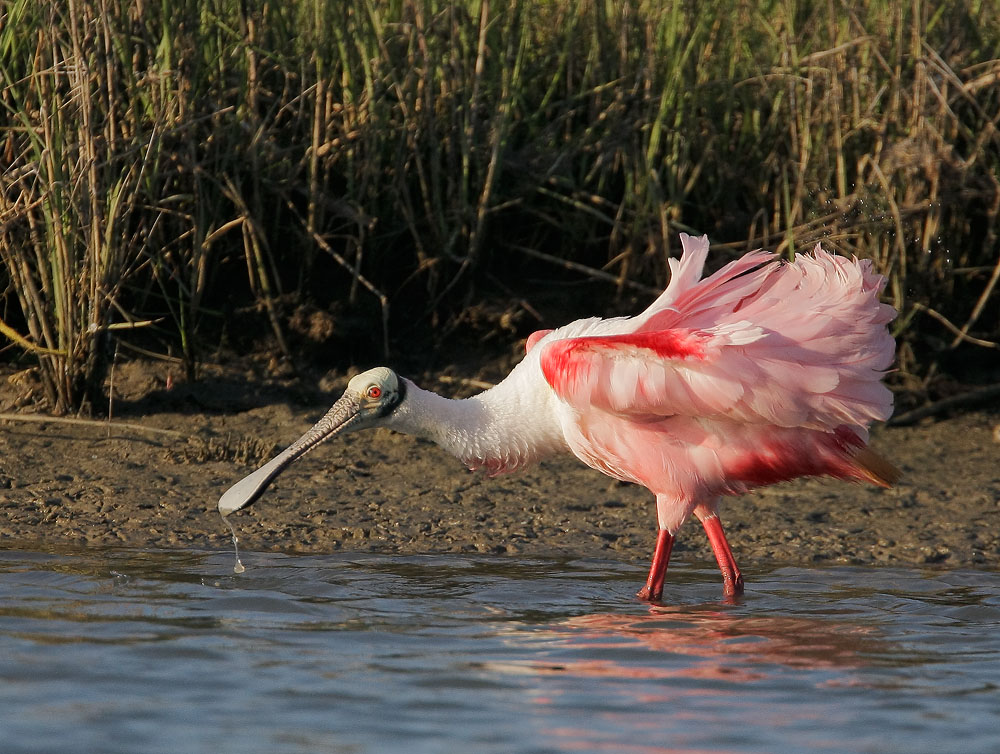 Roseate Spoonbill