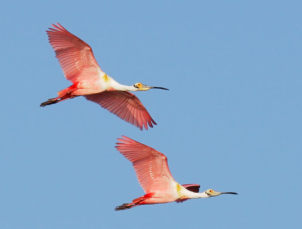 Roseate Spoonbills