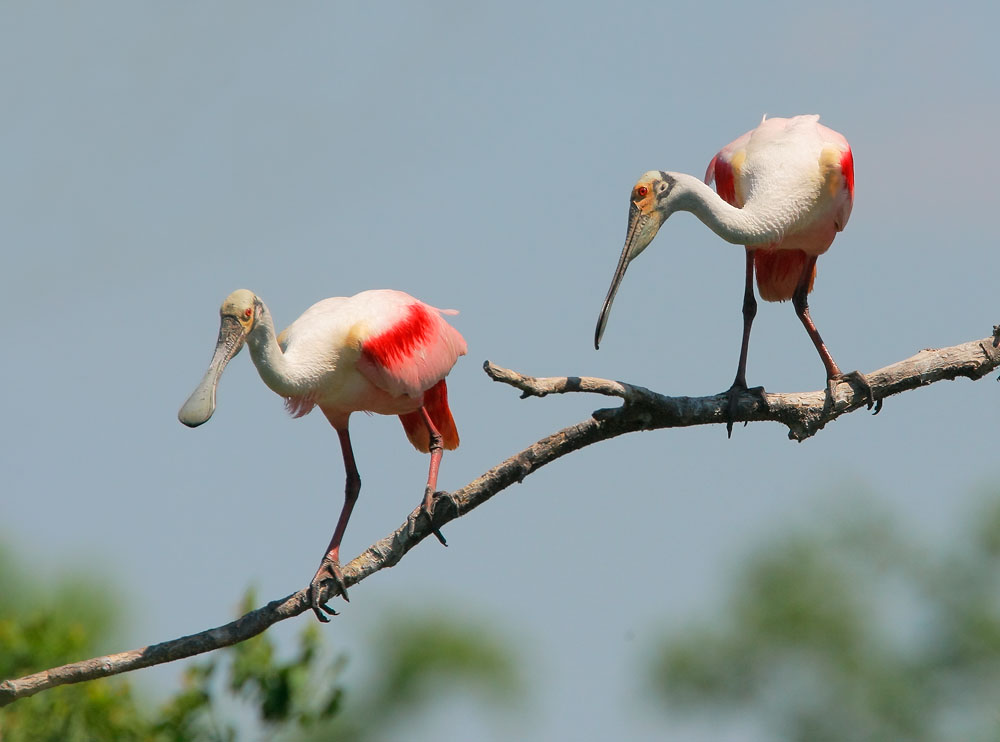 Roseate Spoonbills
