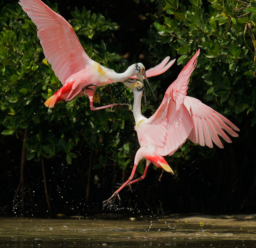 Roseate Spoonbills