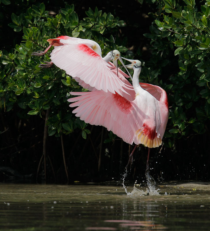 Roseate Spoonbills
