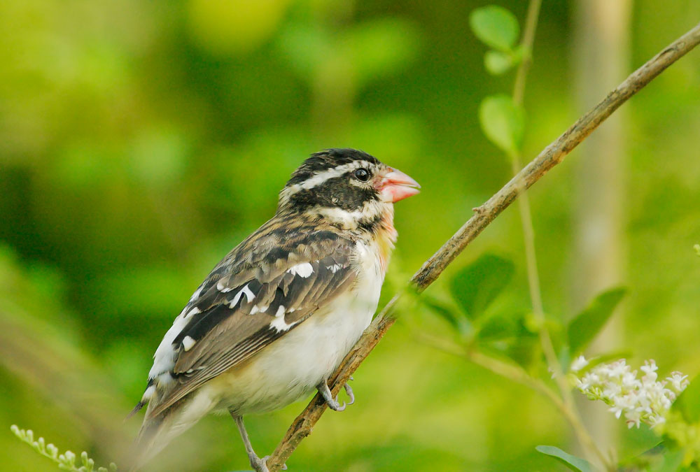 Rose-breasted Grosbeak