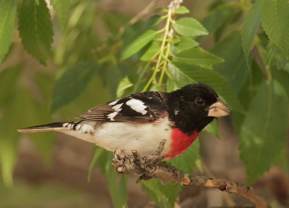 Rose-breasted Grosbeak