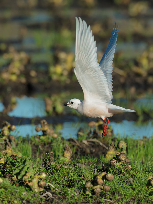 Ross's Gull