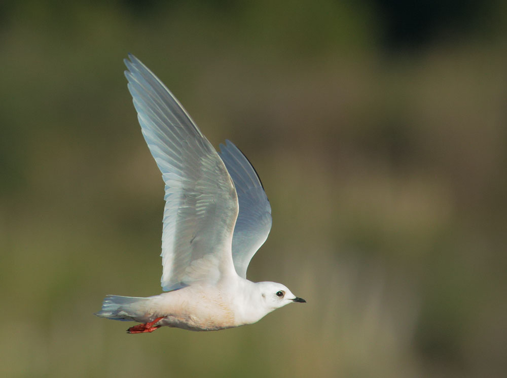 Ross's Gull