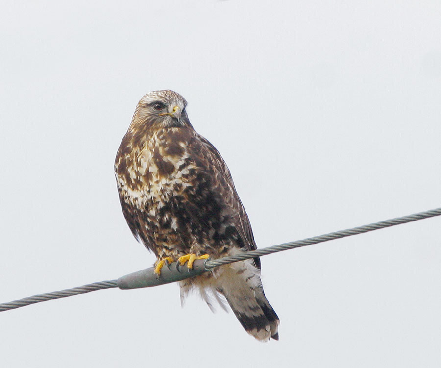 Rough-legged Hawk, 12/16/07, Moss Landing, Monterey Co