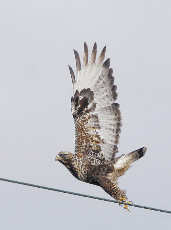 Rough-legged Hawk, 12/16/07, Moss Landing, Monterey Co