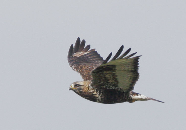 Rough-legged Hawk, 12/16/07, Moss Landing, Monterey Co