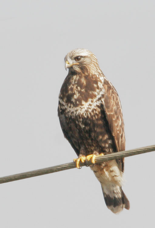 Rough-legged Hawk, 12/16/07, Moss Landing, Monterey Co