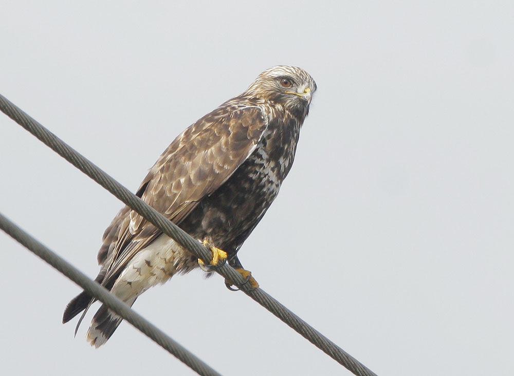 Rough-legged Hawk, 12/16/07, Moss Landing, Monterey Co