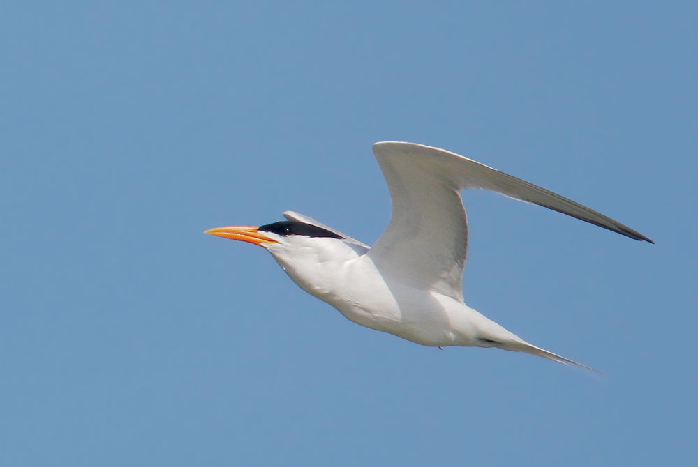 Royal Tern
