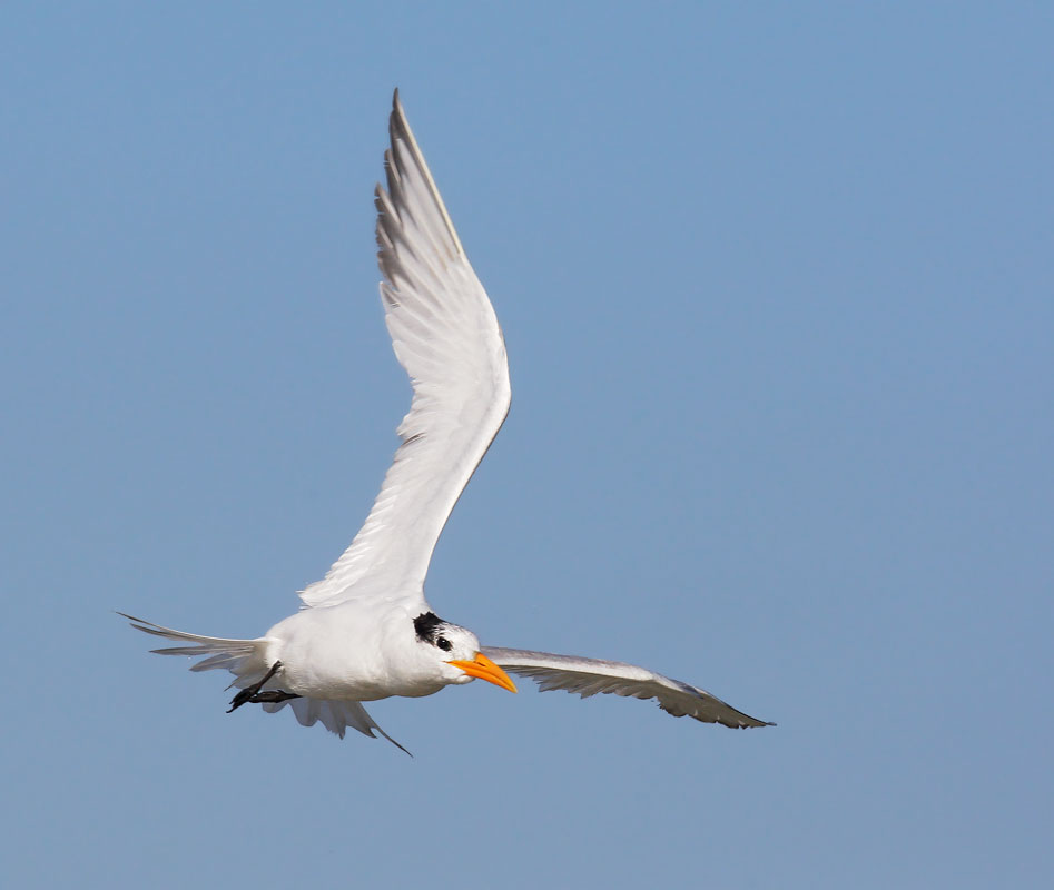 Royal Tern