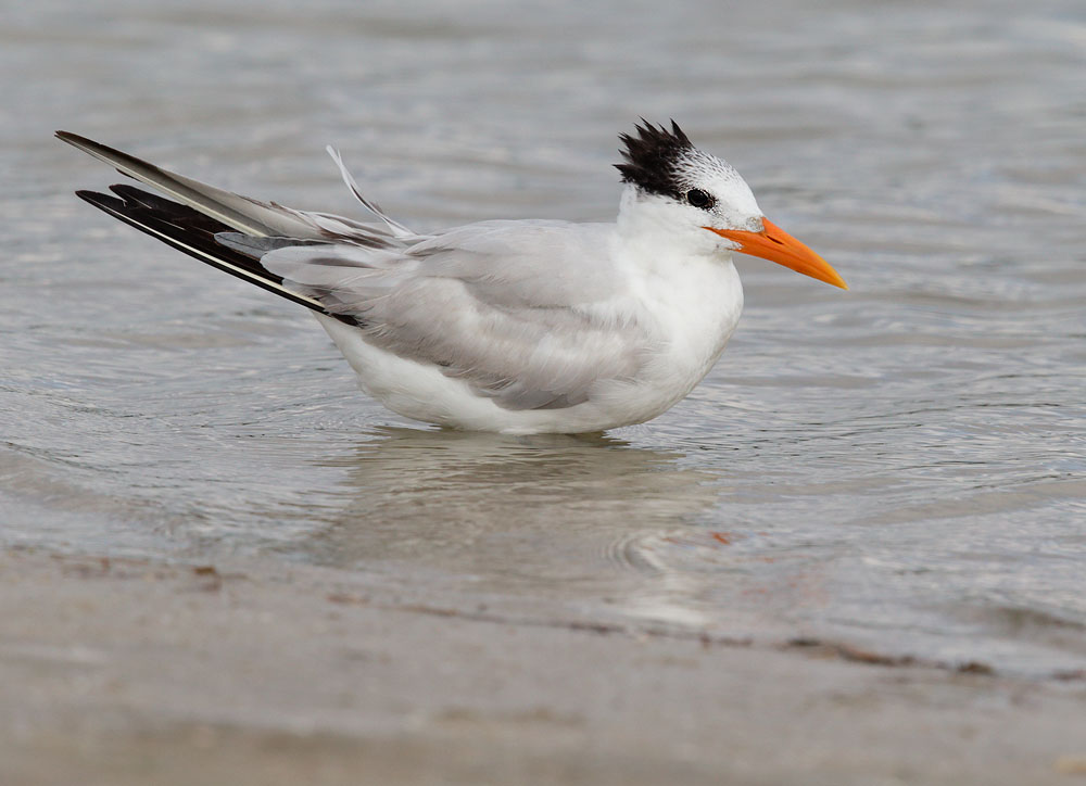 Royal Tern