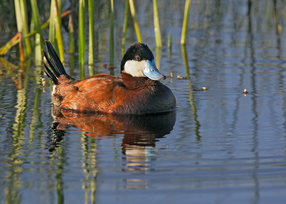 Ruddy Duck