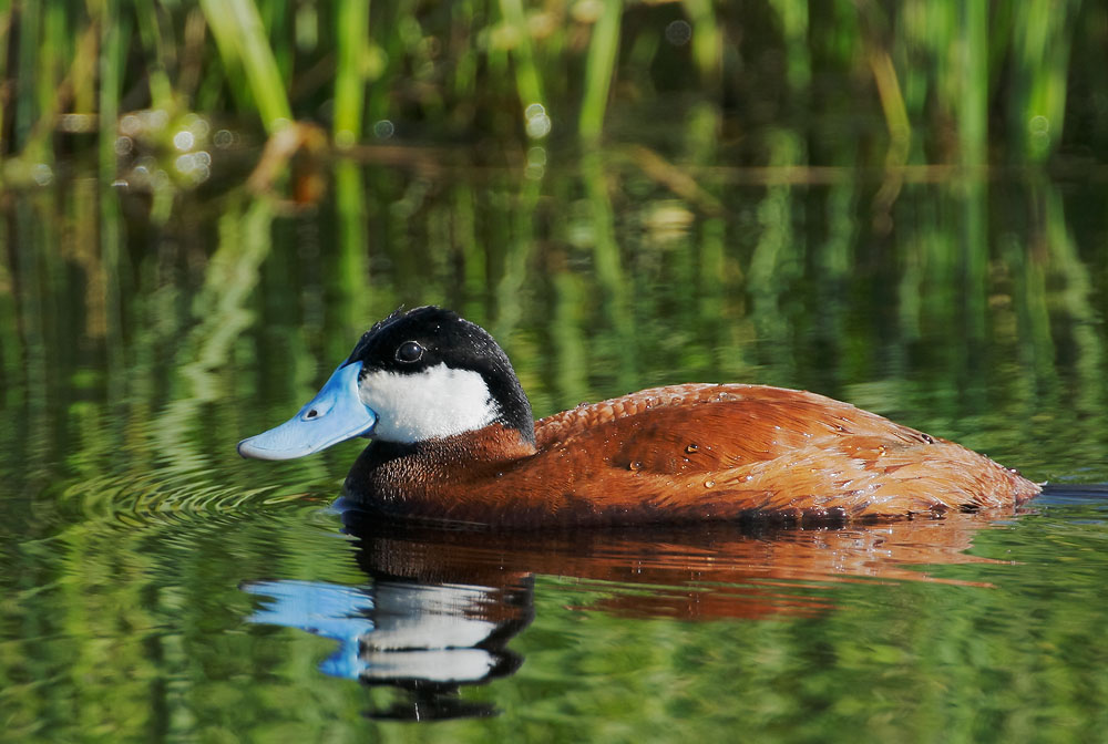 Ruddy Duck