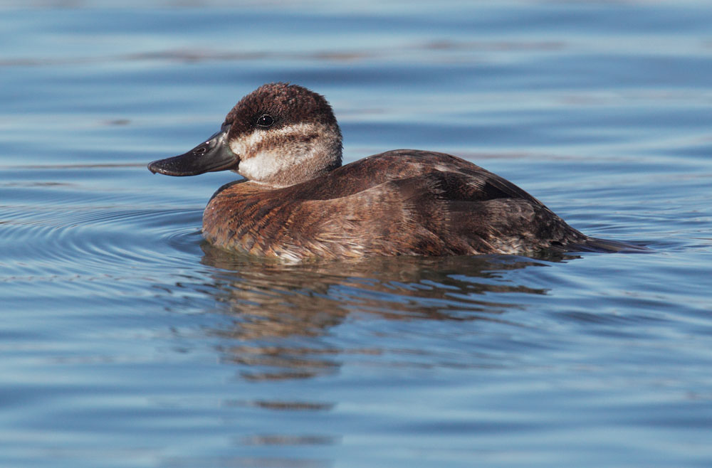 Ruddy Duck