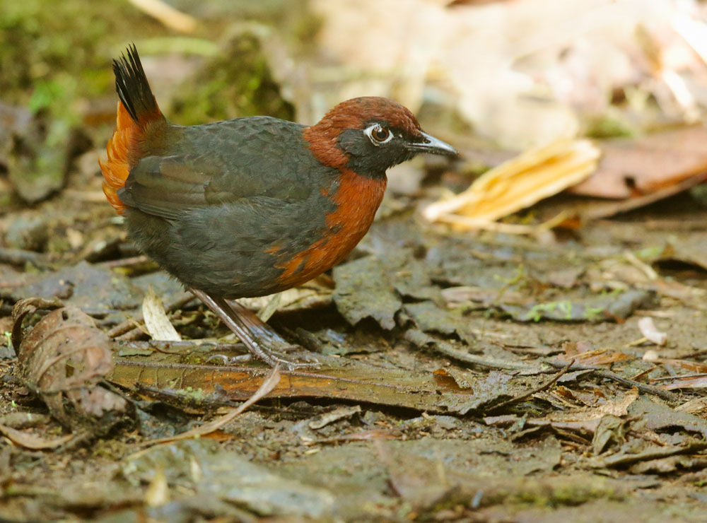 Rufous-breasted Antthrush