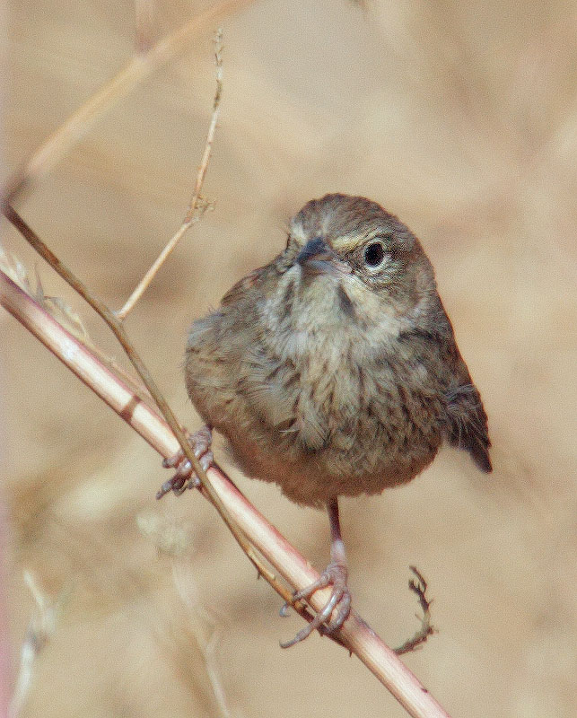 Rufous-crowned Sparrow