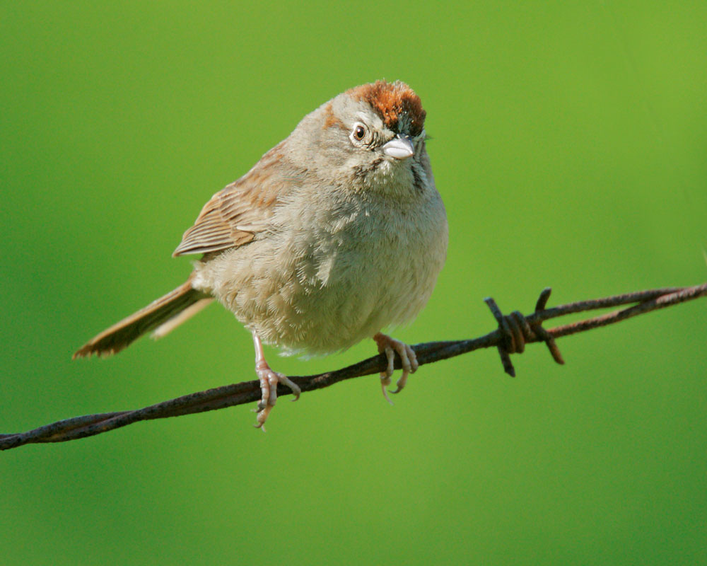 Rufous-crowned Sparrow