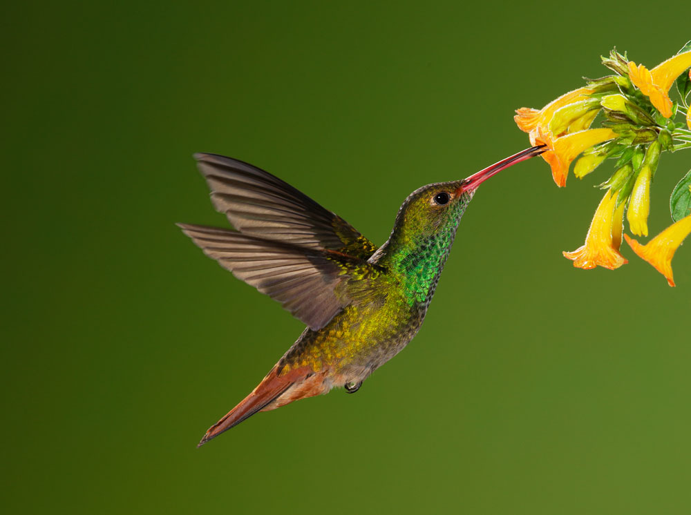 Rufous-tailed Hummingbird