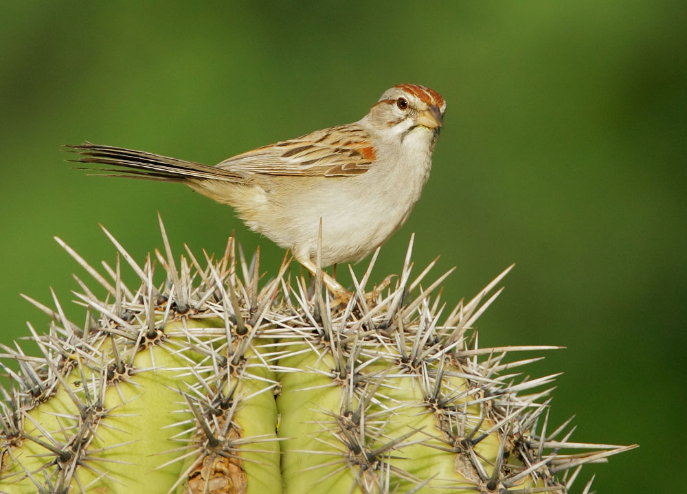 Rufous-winged Sparrow