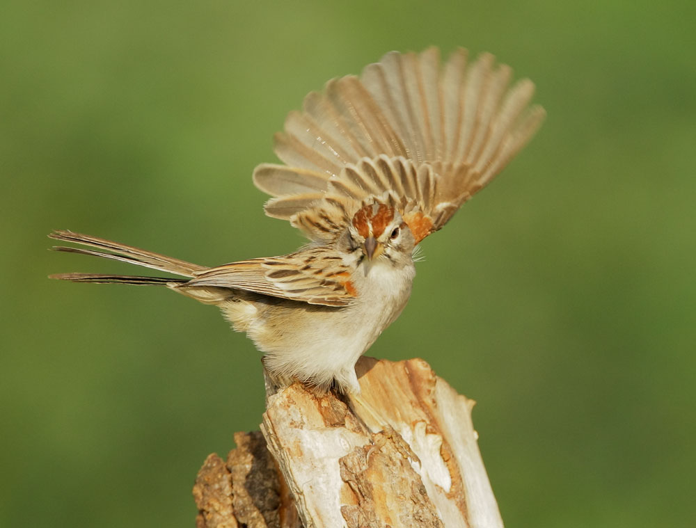 Rufous-crowned Sparrow