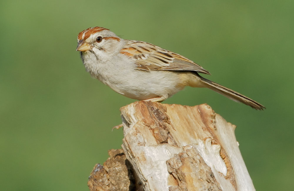 Rufous-winged Sparrow
