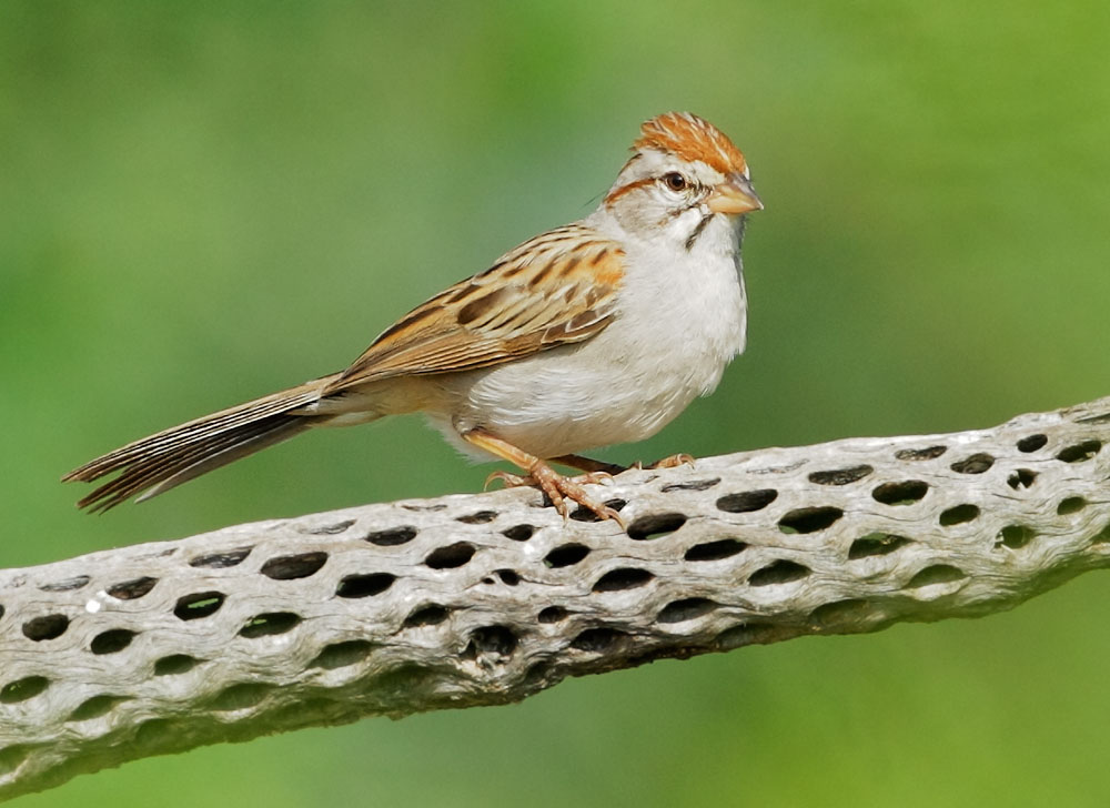 Rufous-winged Sparrow