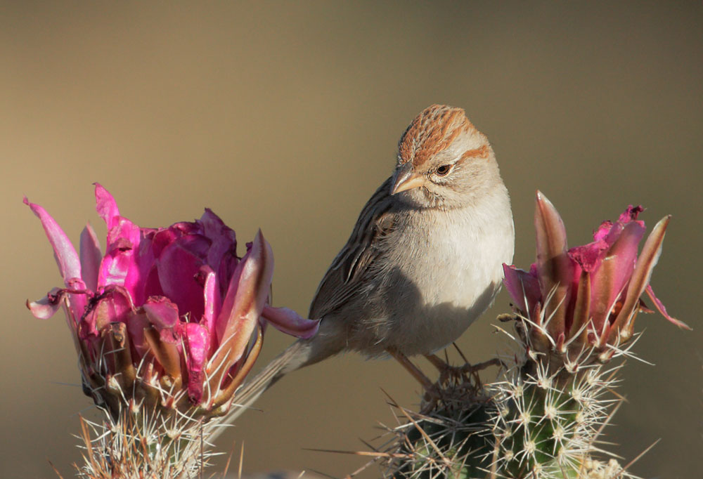 Rufous-winged Sparrow
