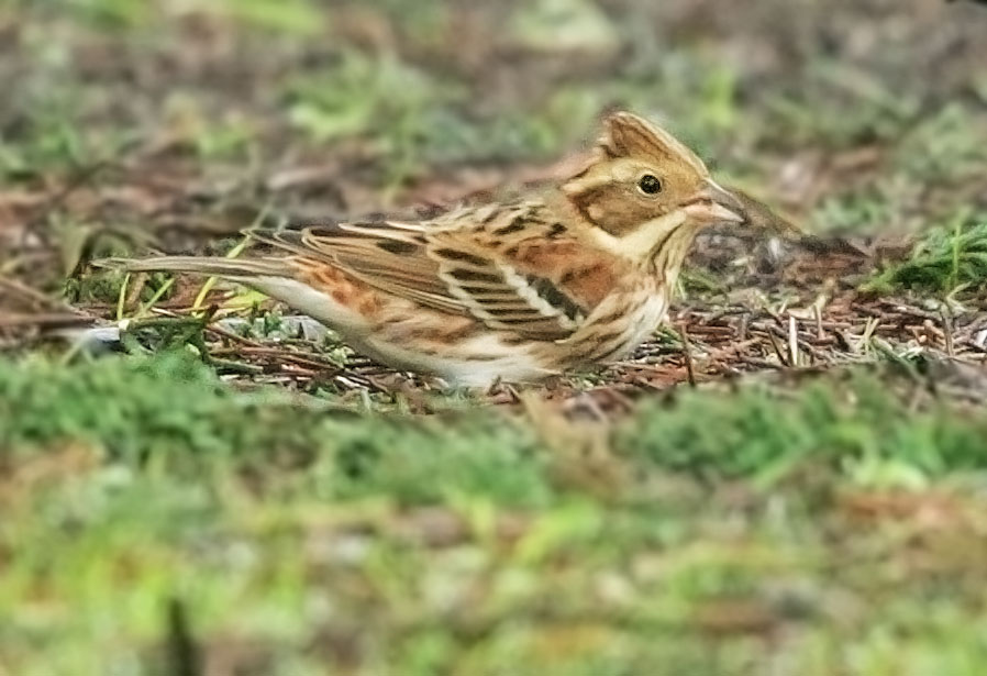 Rustic Bunting