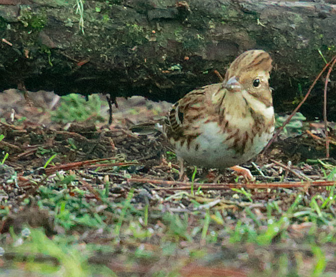 Rustic Bunting