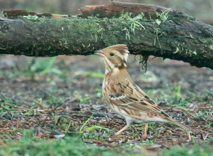 Rustic Bunting
