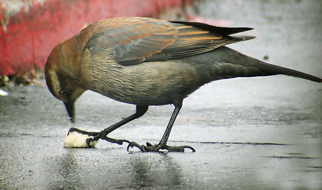 Rusty Blackbird, adult female winter, Sunnyvale