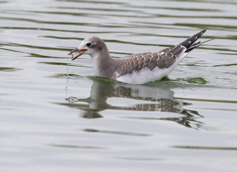 Sabine's Gull