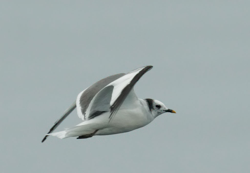 Sabine's Gull
