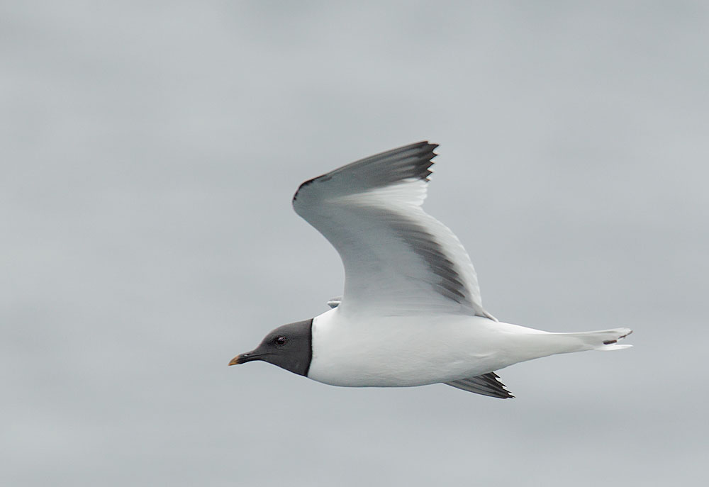 Sabine's Gull