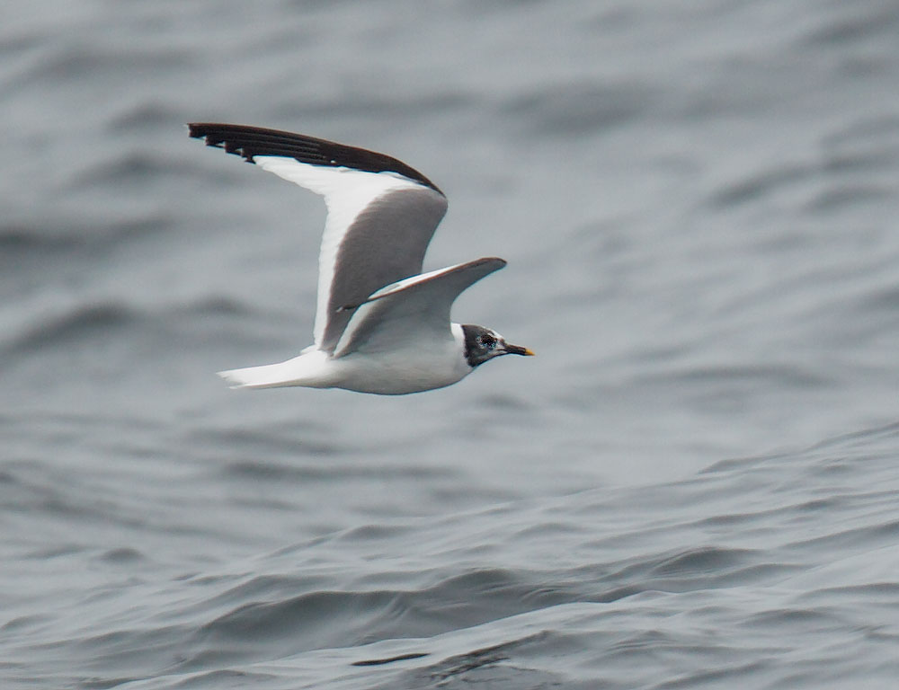 Sabine's Gull
