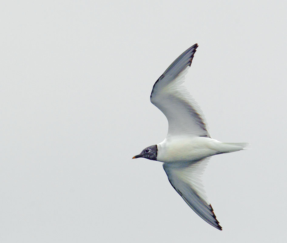 Sabine's Gull