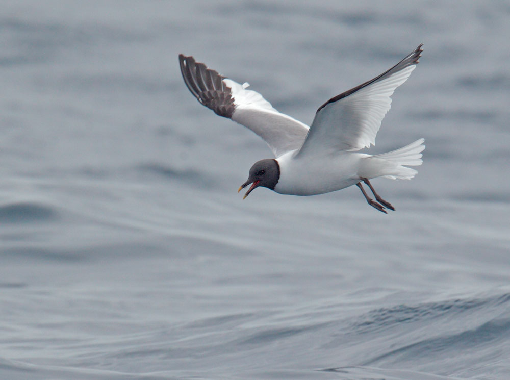 Sabine's Gull