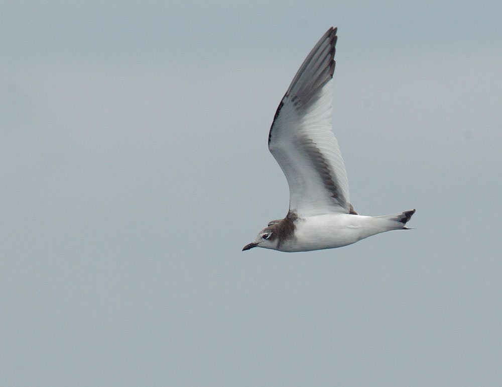 Sabine's Gull