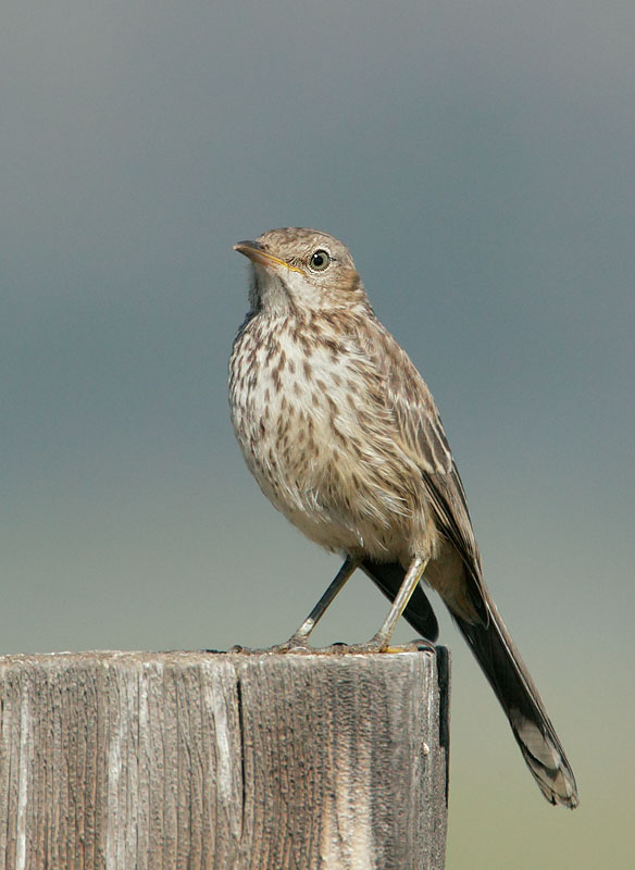 Sage Thrasher