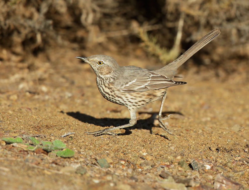 Sage Thrasher