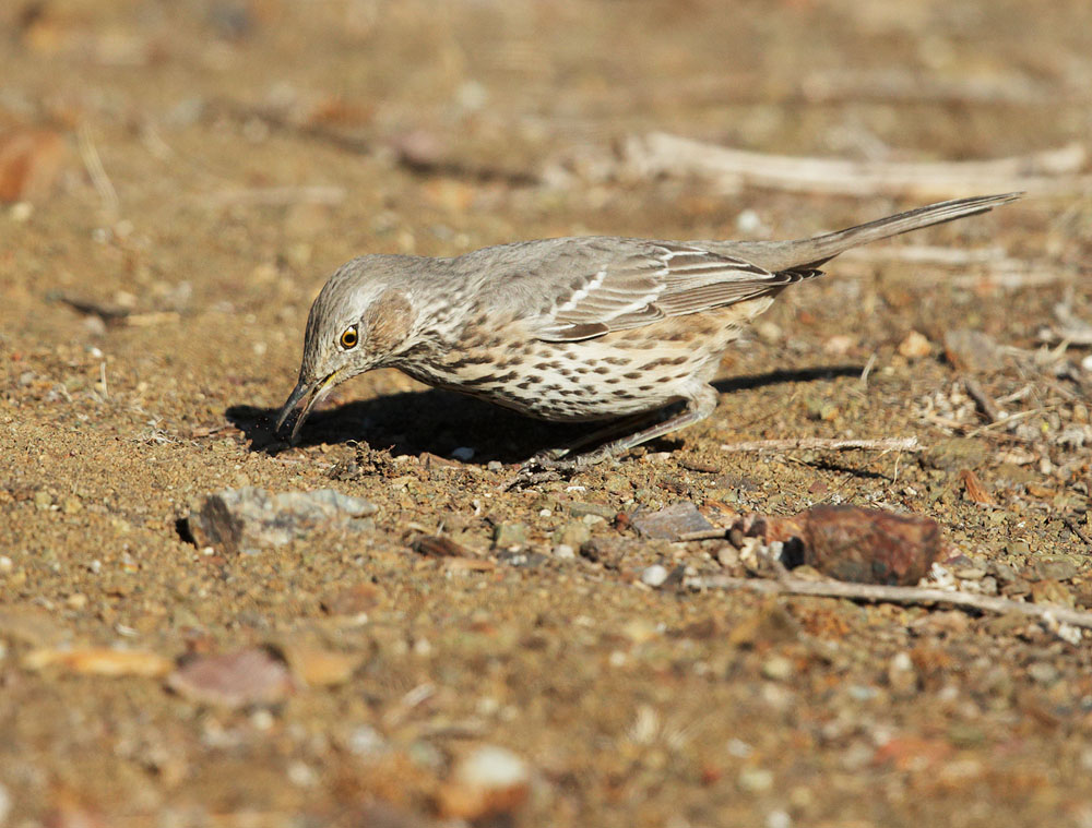 Sage Thrasher