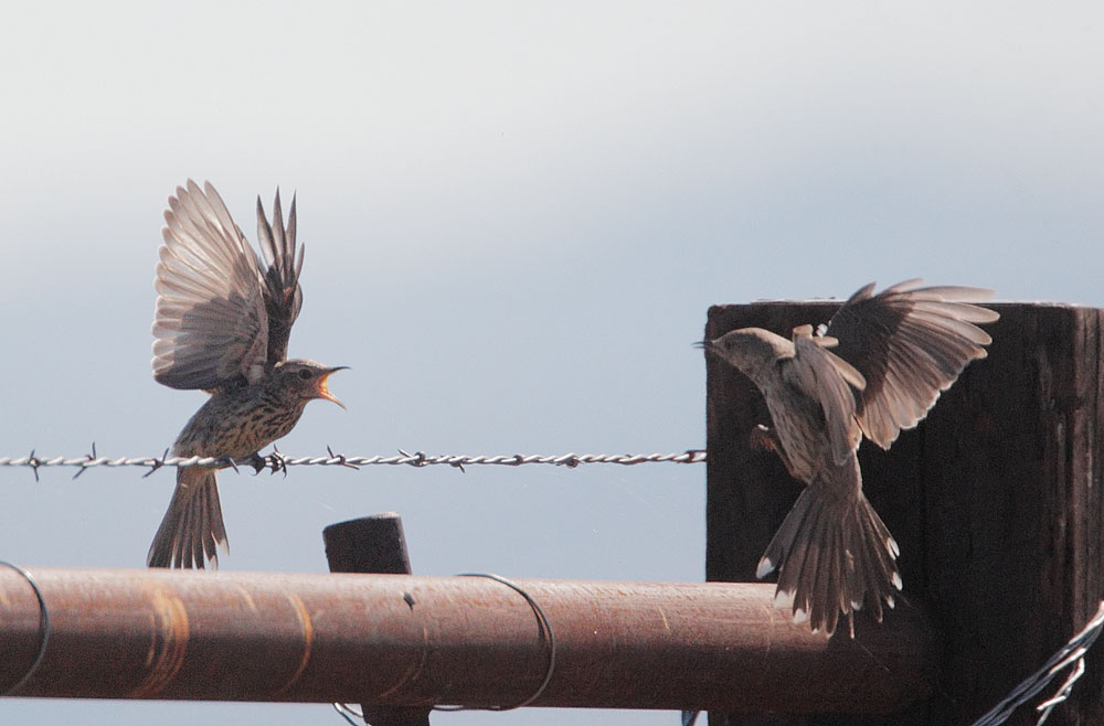 Sage Thrasher