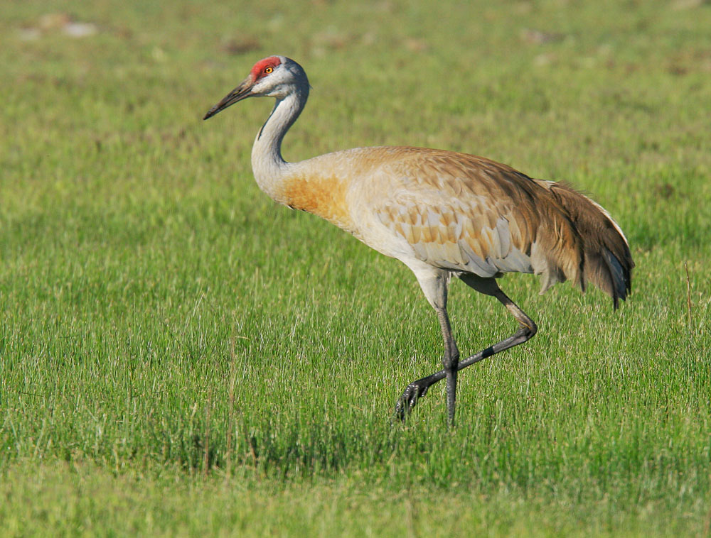Sandhill Crane