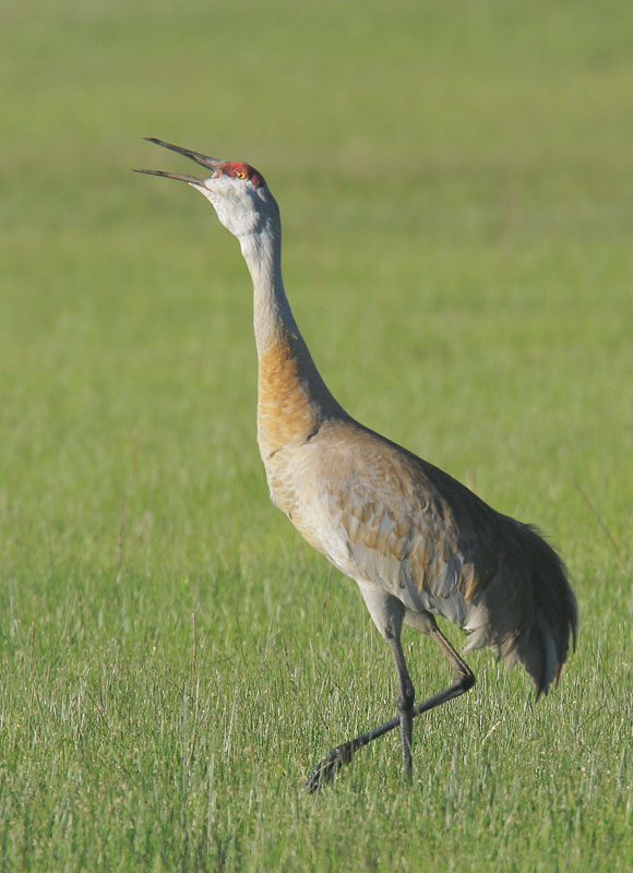 Sandhill Crane