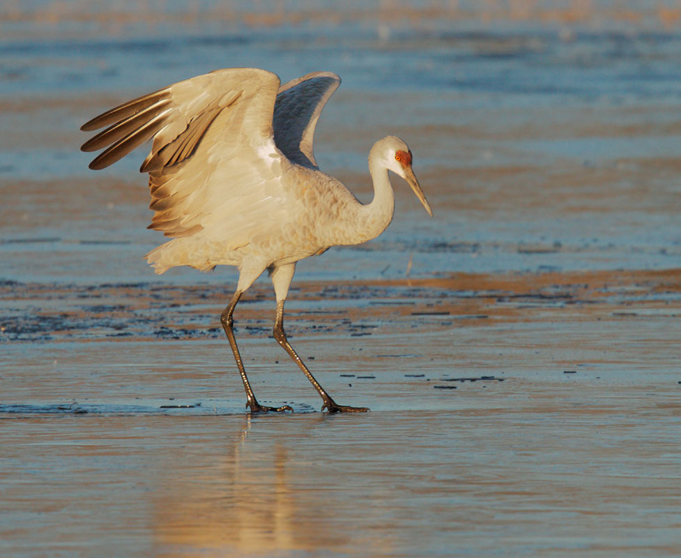 Sandhill Crane
