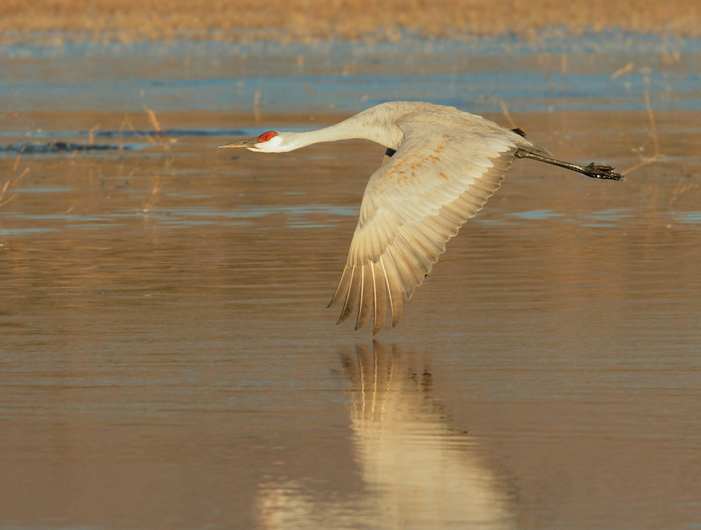 Sandhill Crane