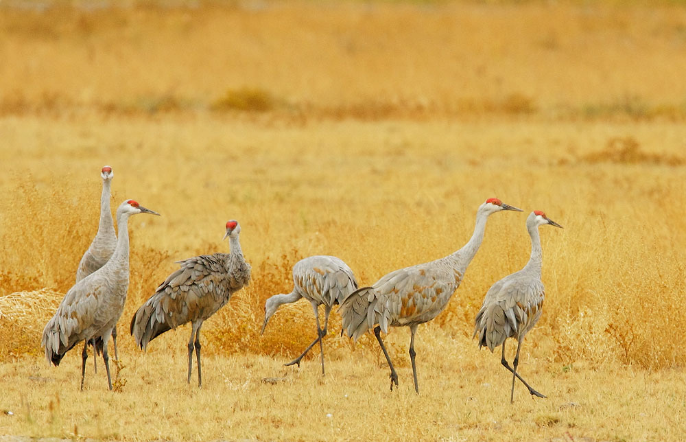 Sandhill Cranes