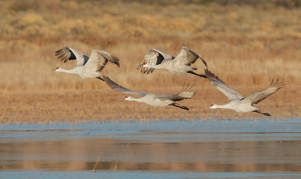 Sandhill Cranes